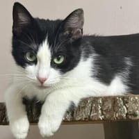 Die sanfte Fela sucht ihr Zuhause, Katze zur Adoption