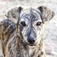 Baby TIGRA, Hündin zur Adoption
