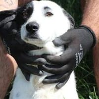 Kamari - kinderlieber, fröhlicher Jungrüde, Hund zur Adoption