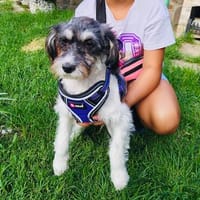 Schnoodle Mix Dara, Hündin zur Adoption