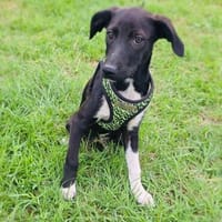 Rita ein Labbymix Mädchen, Hündin zur Adoption