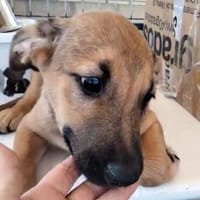sehr lieber Welpe Trueno, Hund zur Adoption