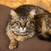 Meilo, Kater zur Adoption