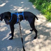 Traumhund sucht Dich, Hund zur Adoption