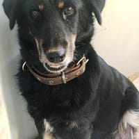 Boki ist eine ganz liebenswerte, freundliche Hündin!, Hund zur Adoption