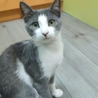 LIEKE, Katze zur Adoption