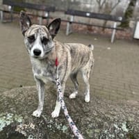 Finja - Die Hübsche, Hündin zur Adoption