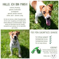 Hallo. Ich bin Marvi, Hündin zur Adoption