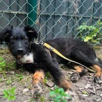 Chasper - junger Hundebub sucht ein liebevolles Zuhause, Hund zur Adoption