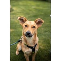 Queeny - wartet in 74535 Mainhardt, Hündin zur Adoption