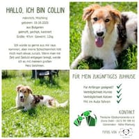 Hallo, ich bin Collin, Hund zur Adoption