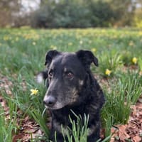 Mowgli - Treuer Schatten, Hund zur Adoption