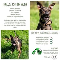 Hallo, ich bin Alba, Hündin zur Adoption