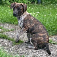 Romy sucht ihren Kuschelplatz, Hündin zur Adoption