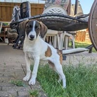 Campino, fröhlicher Mischlingswelpe, Hund zur Adoption