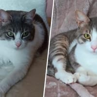 Francesco und Patty, Kater zur Adoption