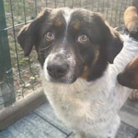 Pamina  wartet in 79271 St. Peter, Hündin zur Adoption