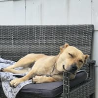 Pauli, Hund zur Adoption