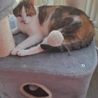 Luna W~ 1,5 Jahre sucht ihren Menschen, Katze zur Adoption