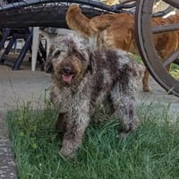 Todor,freundlicher Lagotto Rüde geb.2023, Hund zur Adoption
