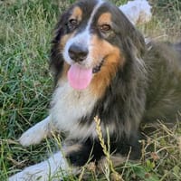 Virag,hübsche Australian Shepherd Hündin, Hündin zur Adoption