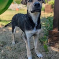 Freddy, liebevoller Mischlingswelpe, Hund zur Adoption