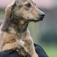 Cookie - kleine Spürnase sucht Zuhause, Hund zur Adoption