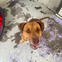 VAYANT, chien à adopter