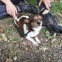 ROXY, chienne à adopter