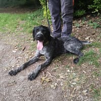 PATCHY, chien à adopter