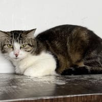 Shirine CAB5710, chatte à adopter