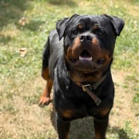 Viking CAA15517, chien à adopter