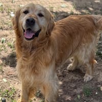 Poopy CAA15514, chien à adopter