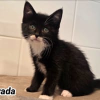 NEVADA (Réservée), chatte à adopter