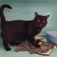 PAB28923 YETI, chat à adopter