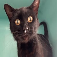 BLACKY, chat à adopter