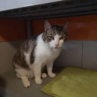 volt, chat à adopter