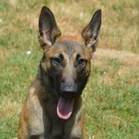 BUNNY CHAO, chienne à adopter