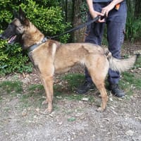 Réservée SAGA, chienne à adopter