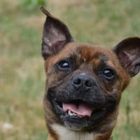 ITI CHAO, chien à adopter