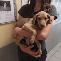 Réservé Benny, chien à adopter