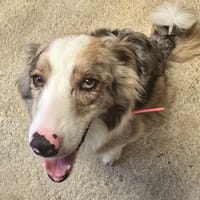SOUPE, chienne à adopter