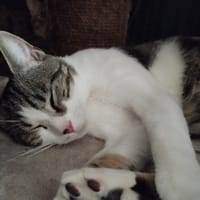 ROXANNE (réservé), chat à adopter