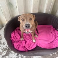 VAÏNE, chienne à adopter