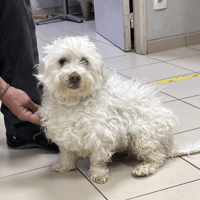 TENNO, chien à adopter