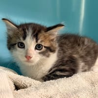 ALIGOT, chat à adopter
