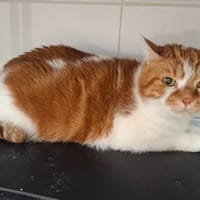 BOUNTY, chat à adopter
