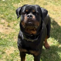 Vadia CAA15515, chienne à adopter
