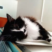 Esperance PAB28918, chatte à adopter