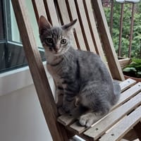 PERLE, chatte à adopter